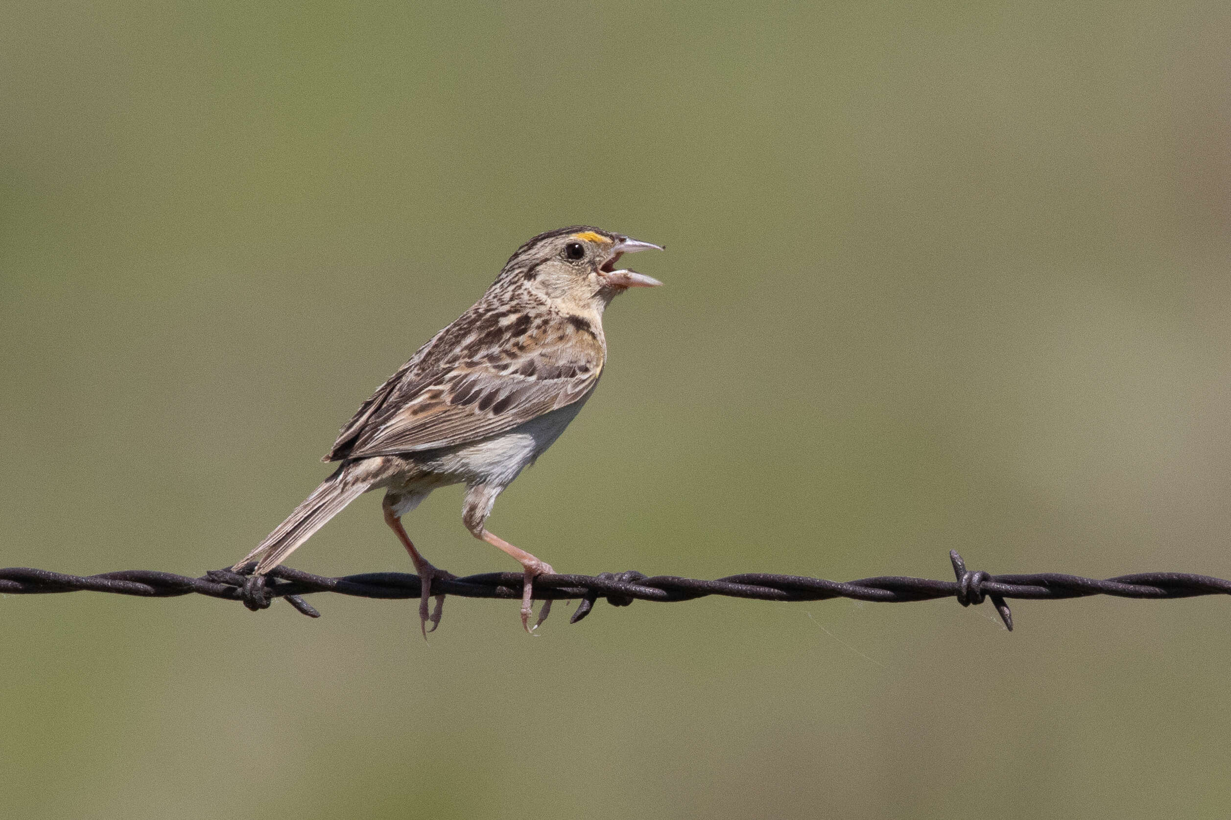 Image of Grasshopper Sparrow