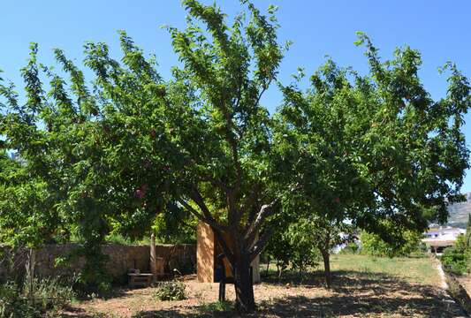 Image of European plum