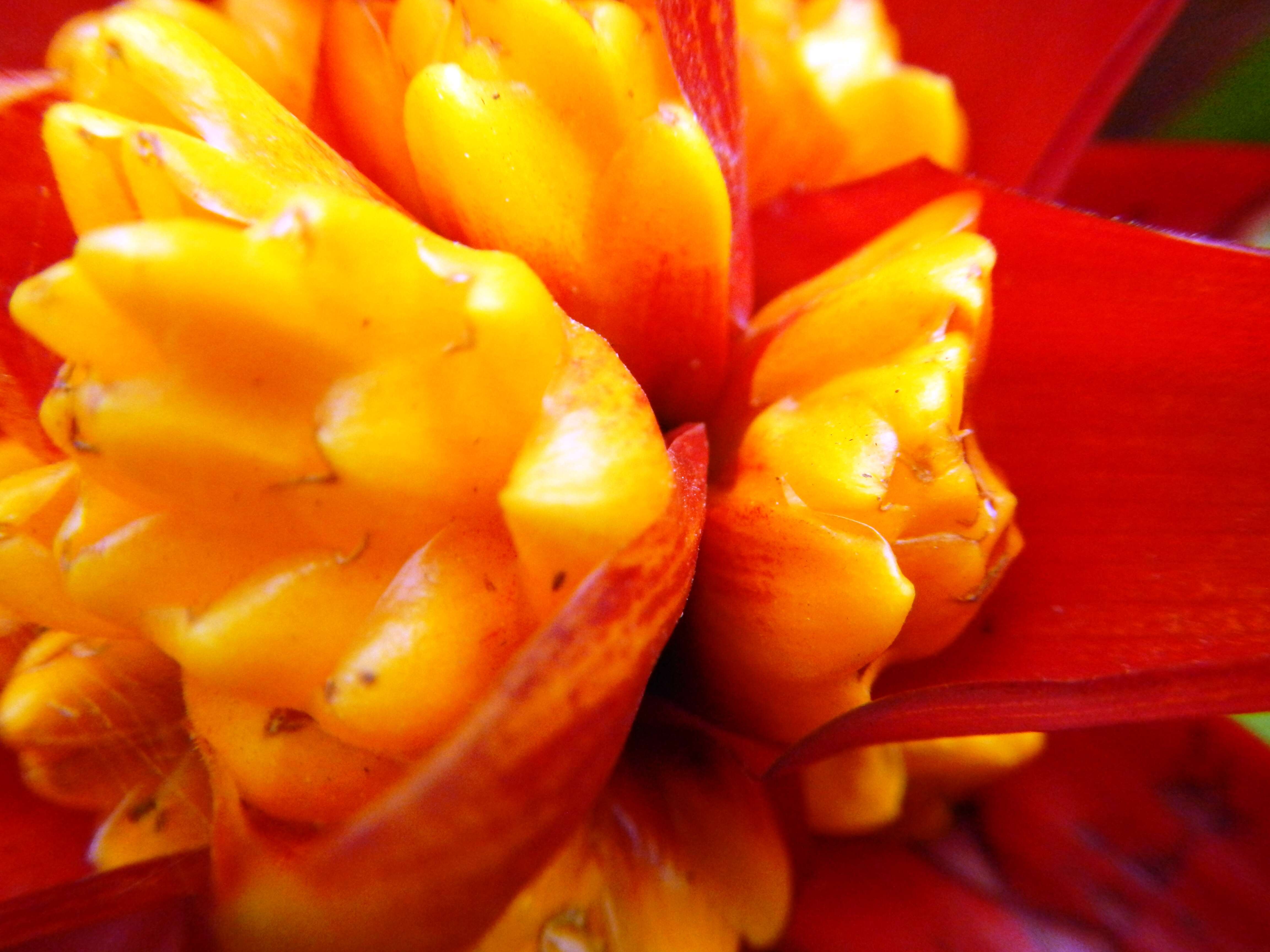 Image of Guzmania conifera (André) André ex Mez