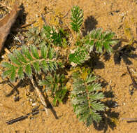 Image of silverweed cinquefoil