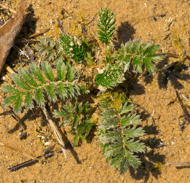 Image of silverweed cinquefoil