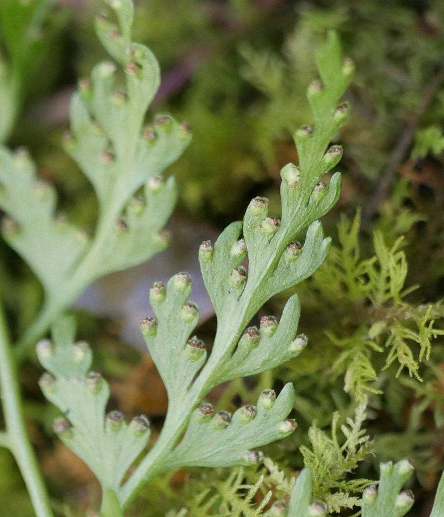 Image of Dennstaedtia wilfordii (T. Moore) H. Christ