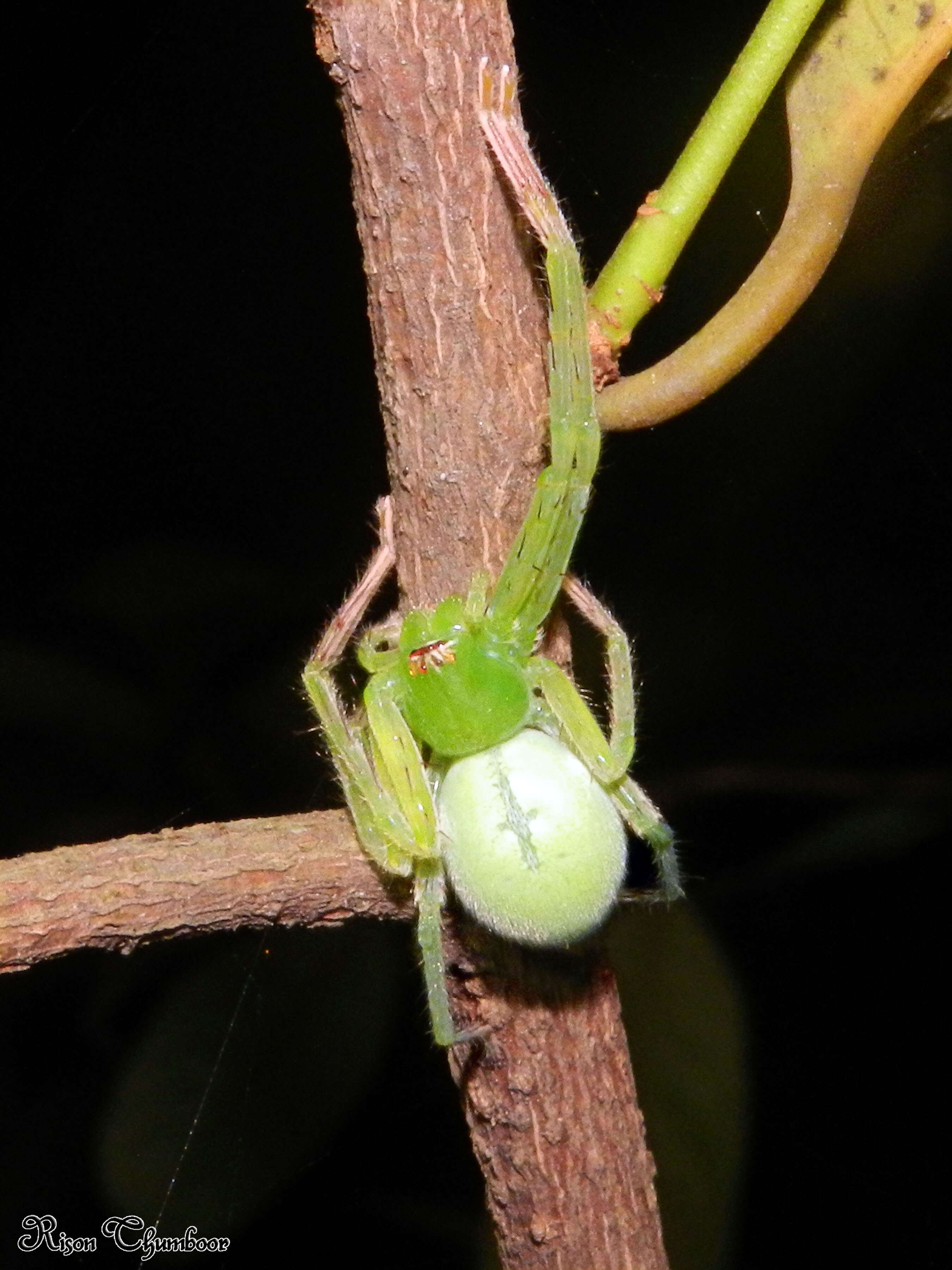 Image of Golden Huntsman Spiders