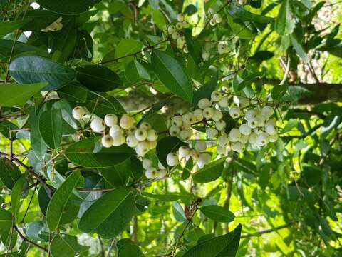 Image of West Indian milkberry