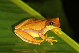 Image of Hourglass Treefrog