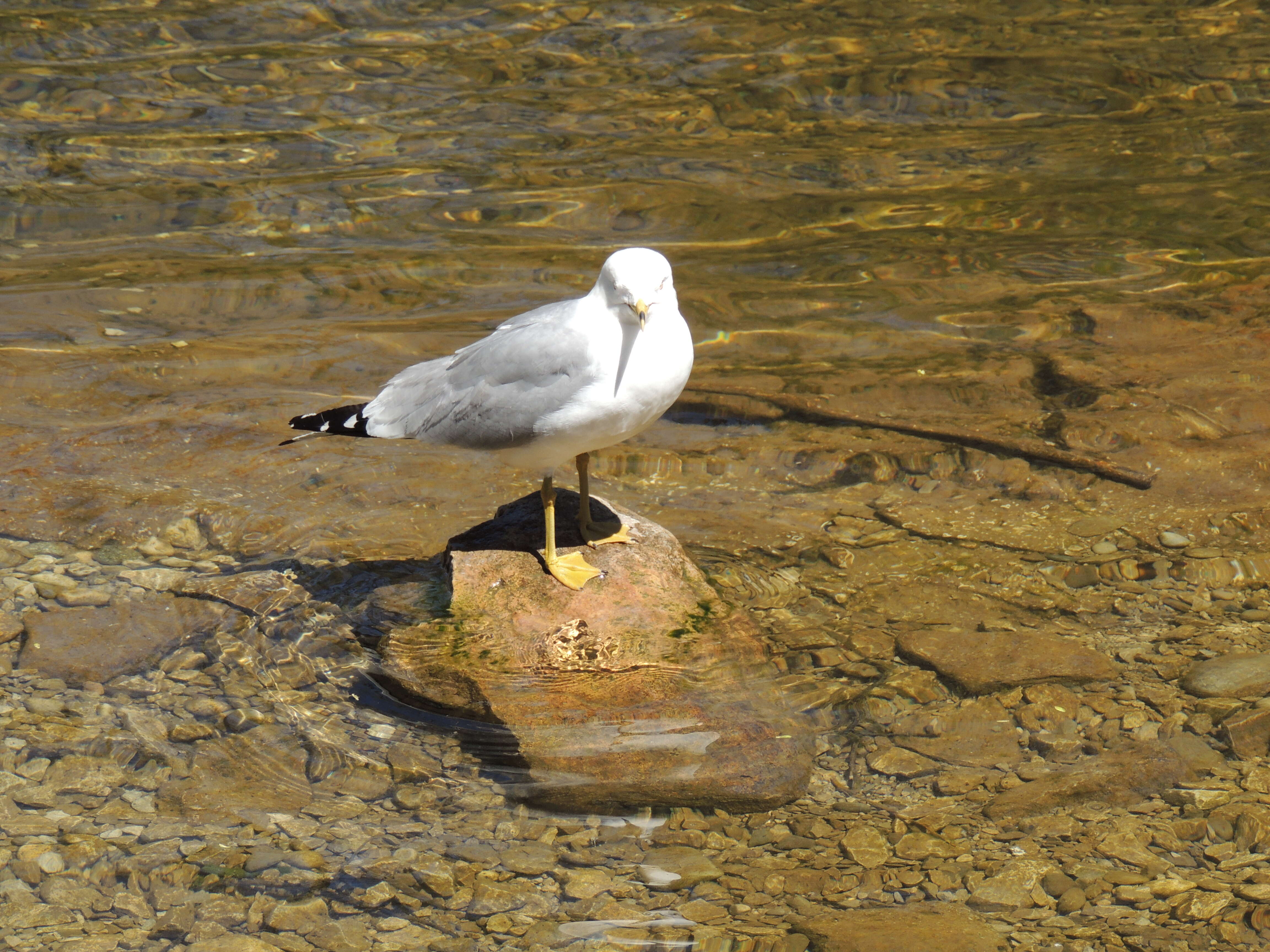 Image of Ring-billed Gull