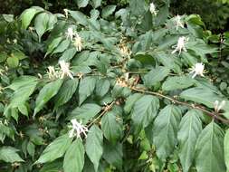 Image of Amur honeysuckle