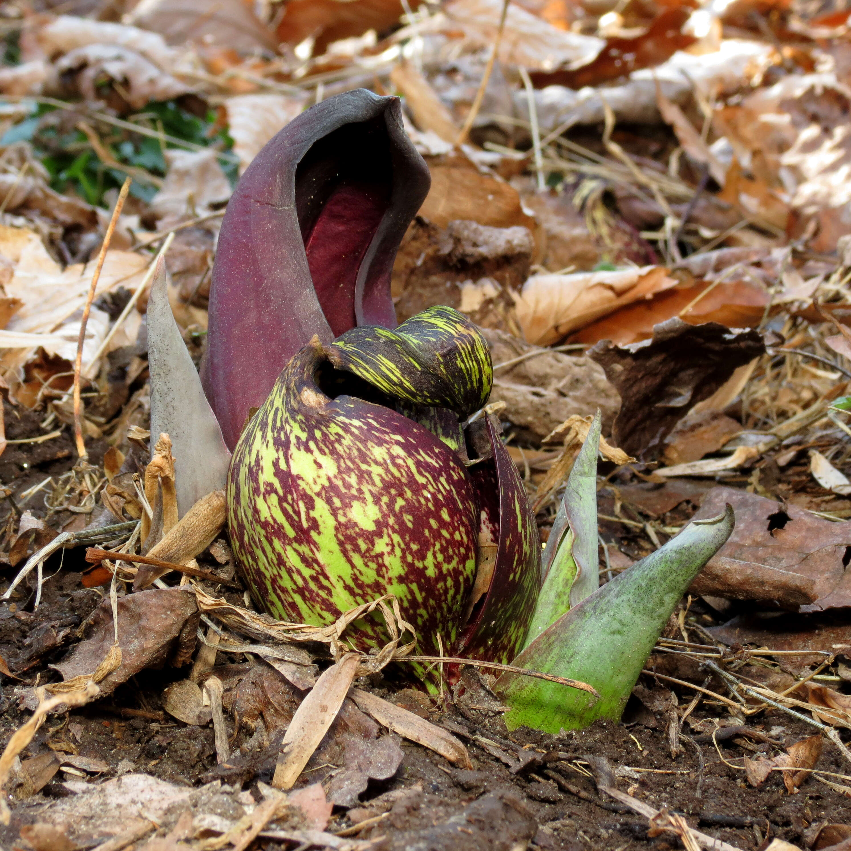 Image of Clumpfoot Cabbage