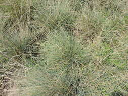 Plancia ëd Festuca pallens Host