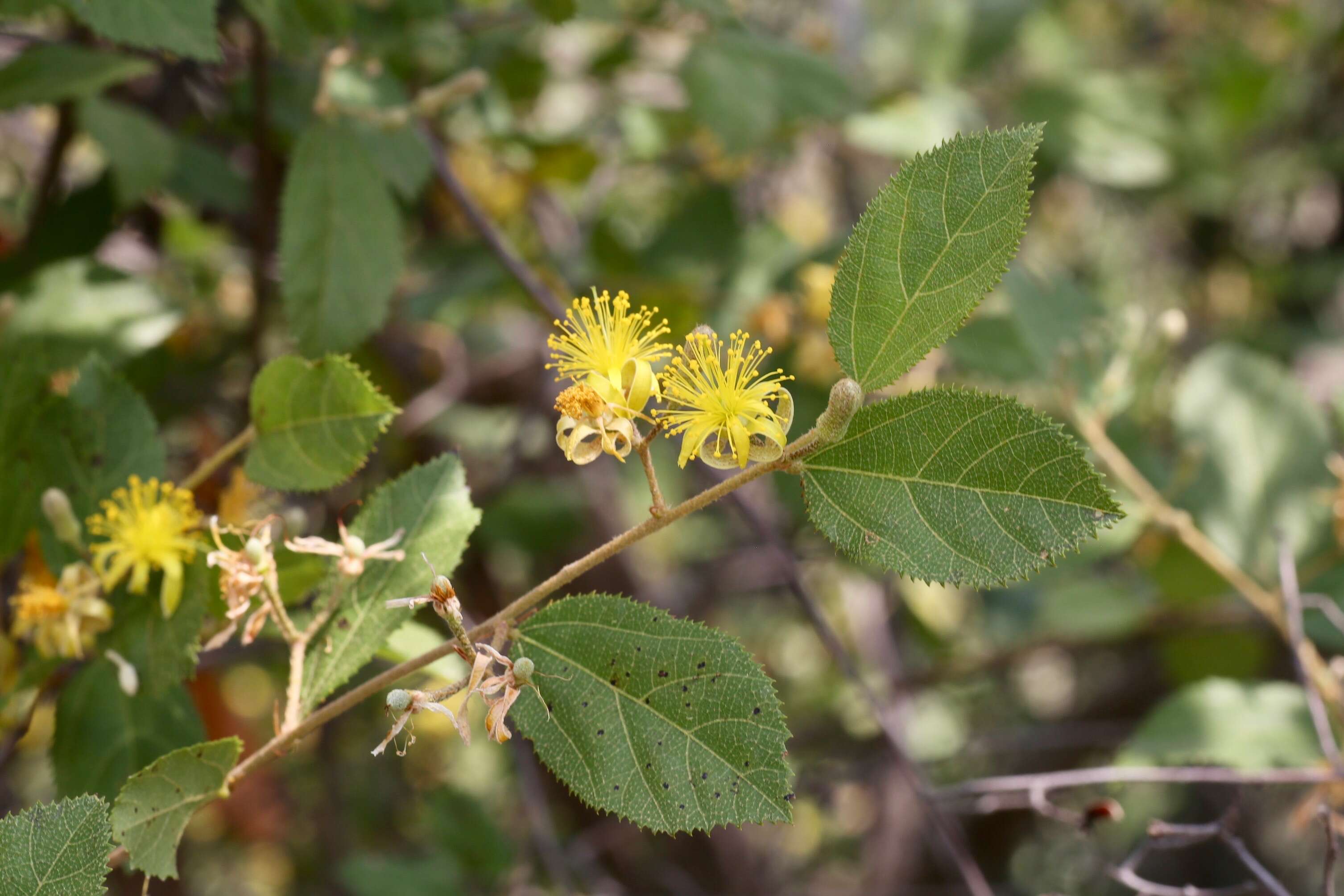 Image de Grewia flavescens Juss.