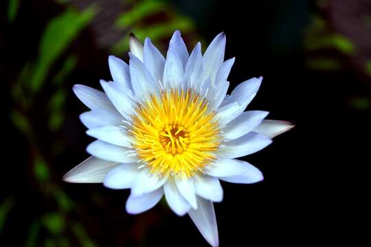 Image of waterlilies