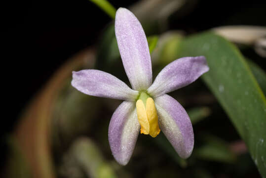 صورة Cattleya reginae (Pabst) Van den Berg