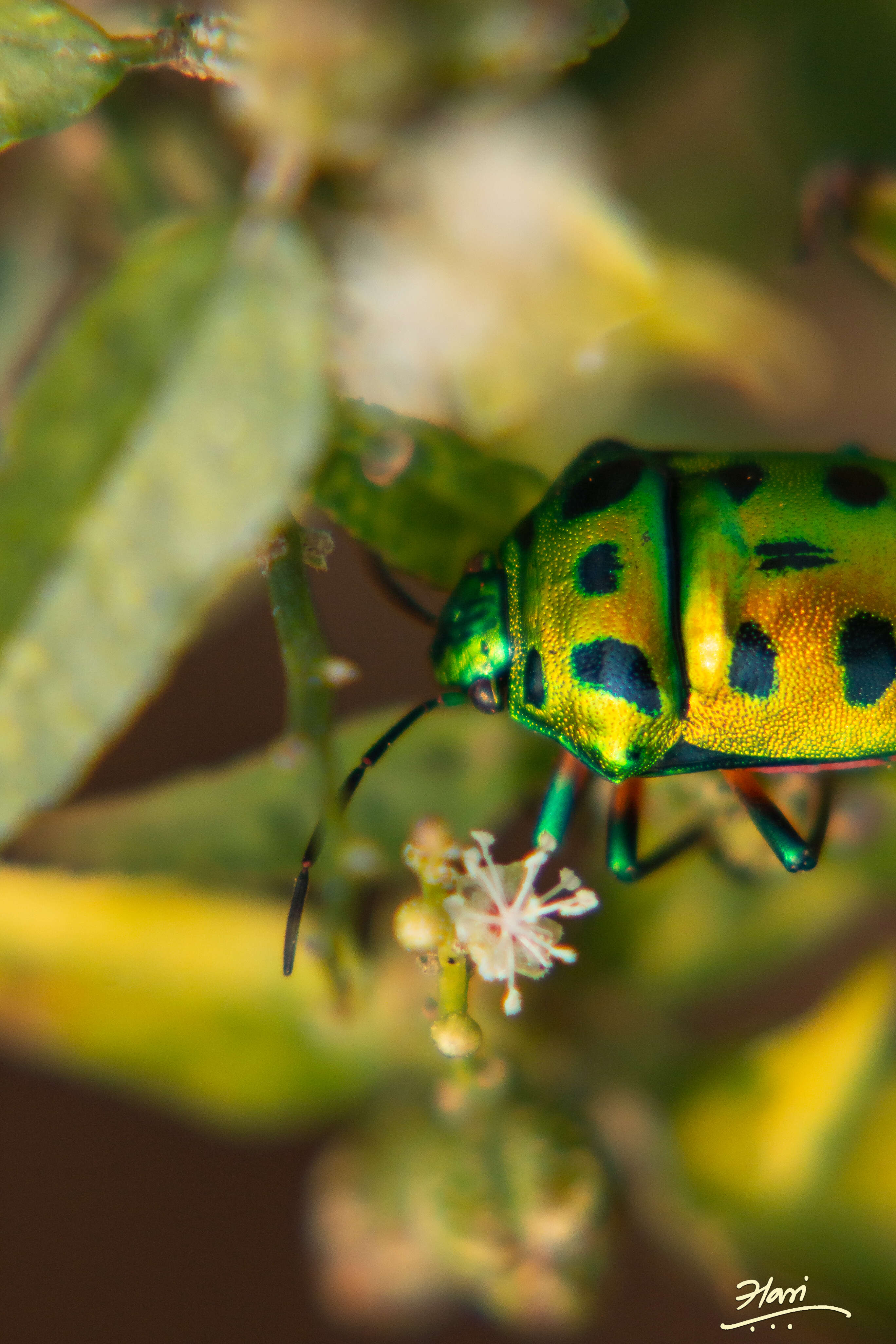 Image of shield-backed bugs