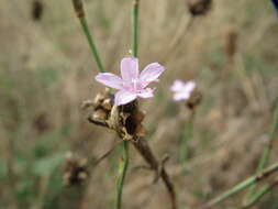 Image of Proliferous Pink