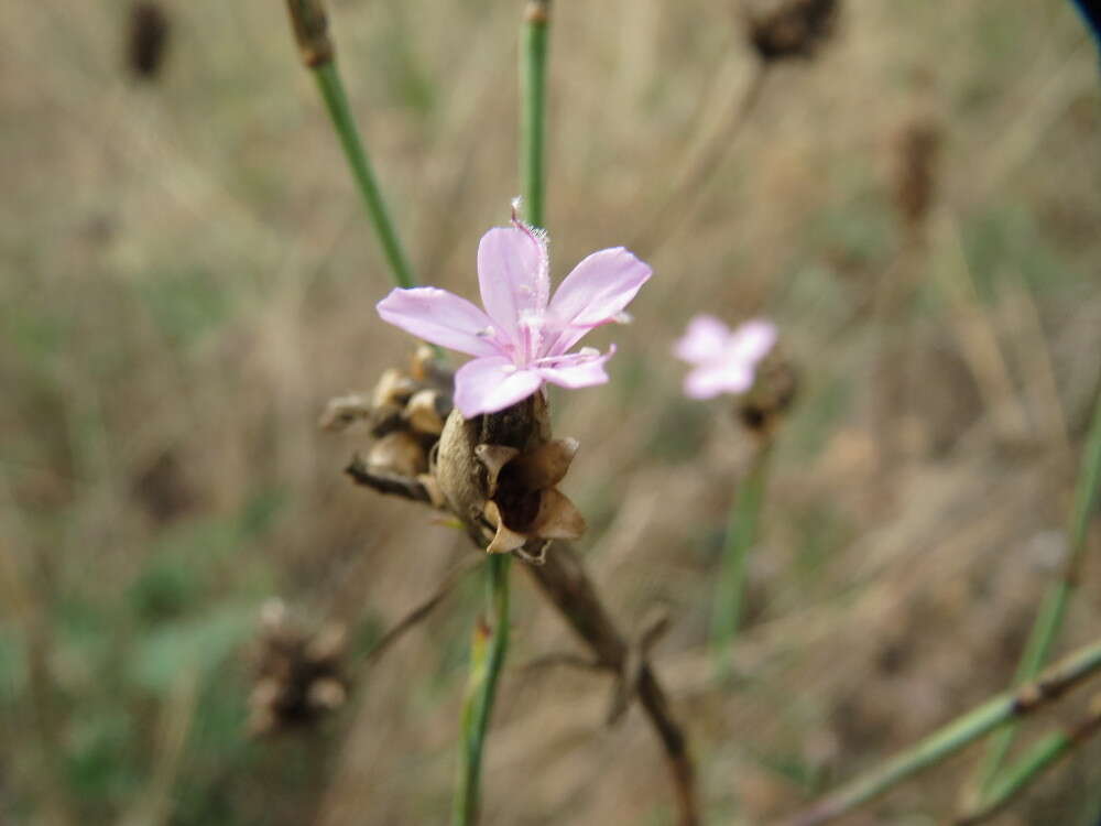 Image of Proliferous Pink