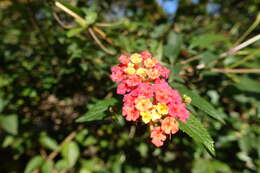 Image of lantana