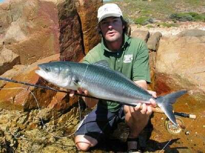 Image of Australasian salmons