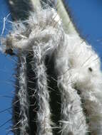 Image of Pilosocereus leucocephalus (Poselg.) Byles & G. D. Rowley