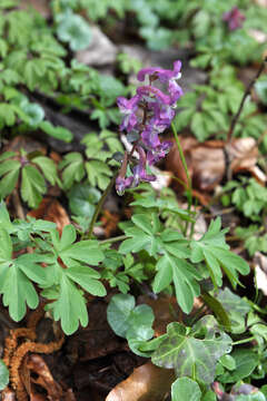 Слика од Corydalis cava (L.) Schweigger & Koerte