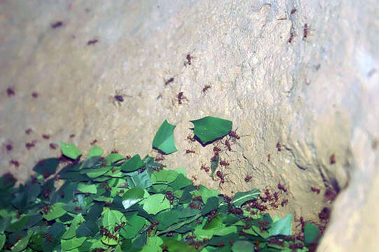 Image of Leaf-cutter ant