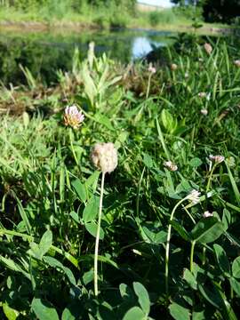 Image of strawberry clover