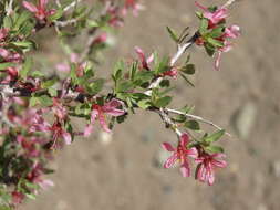 Image de Prunus andersonii Gray