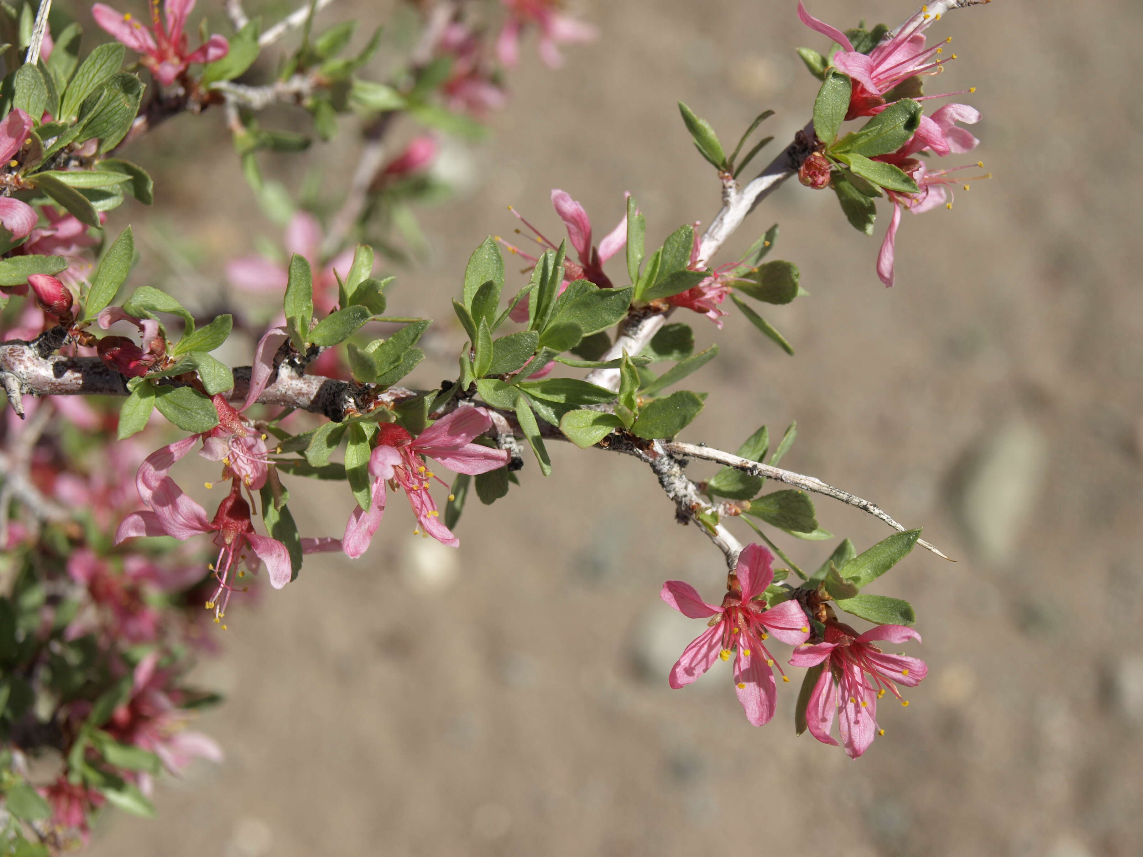 Image de Prunus andersonii Gray