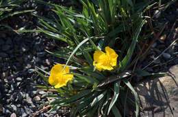 Image of Ranunculus gramineus L.