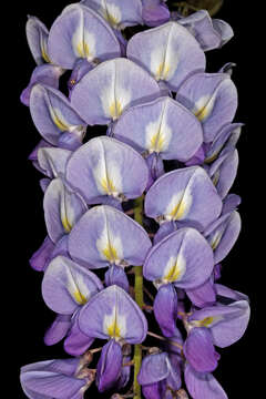 Image of Chinese wisteria