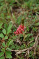 Sivun Indigofera hirsuta L. kuva