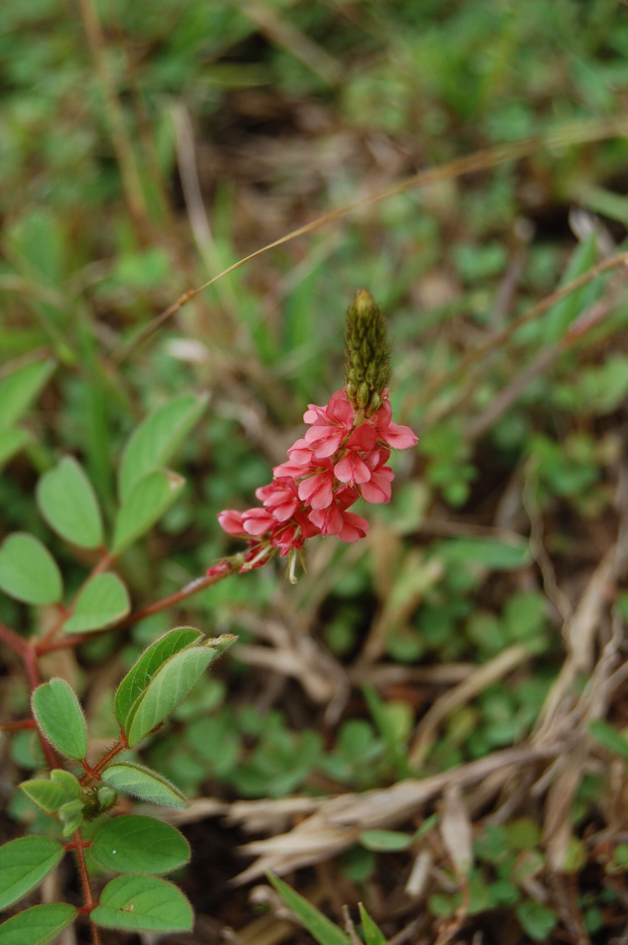 Sivun Indigofera hirsuta L. kuva