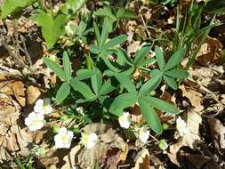 Imagem de Potentilla alba L.