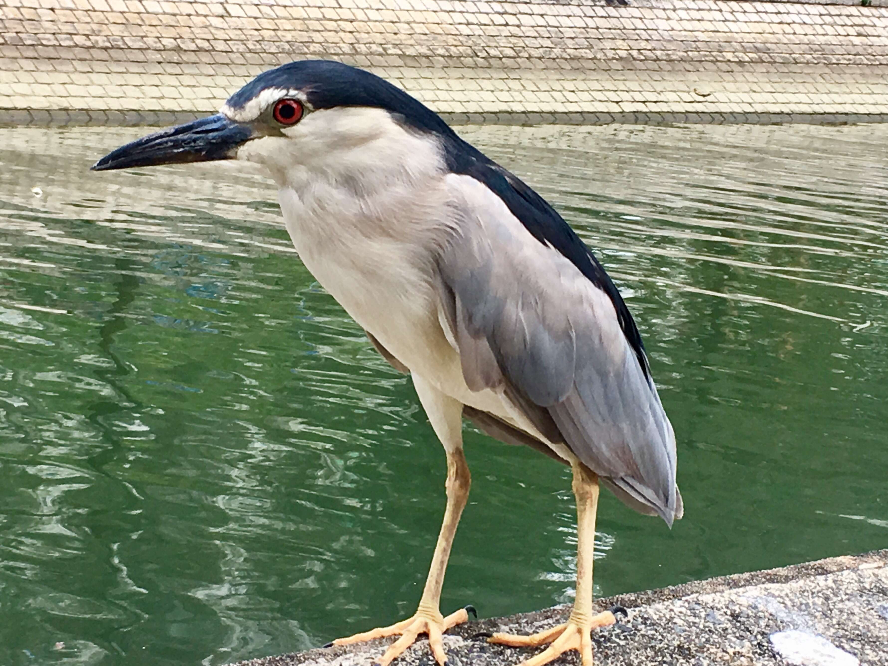 Image of Night Herons