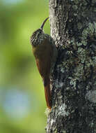 Image of White-striped Woodcreeper