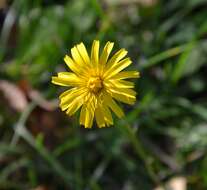 Image of fall dandelion