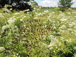 Imagem de Chaerophyllum aromaticum L.