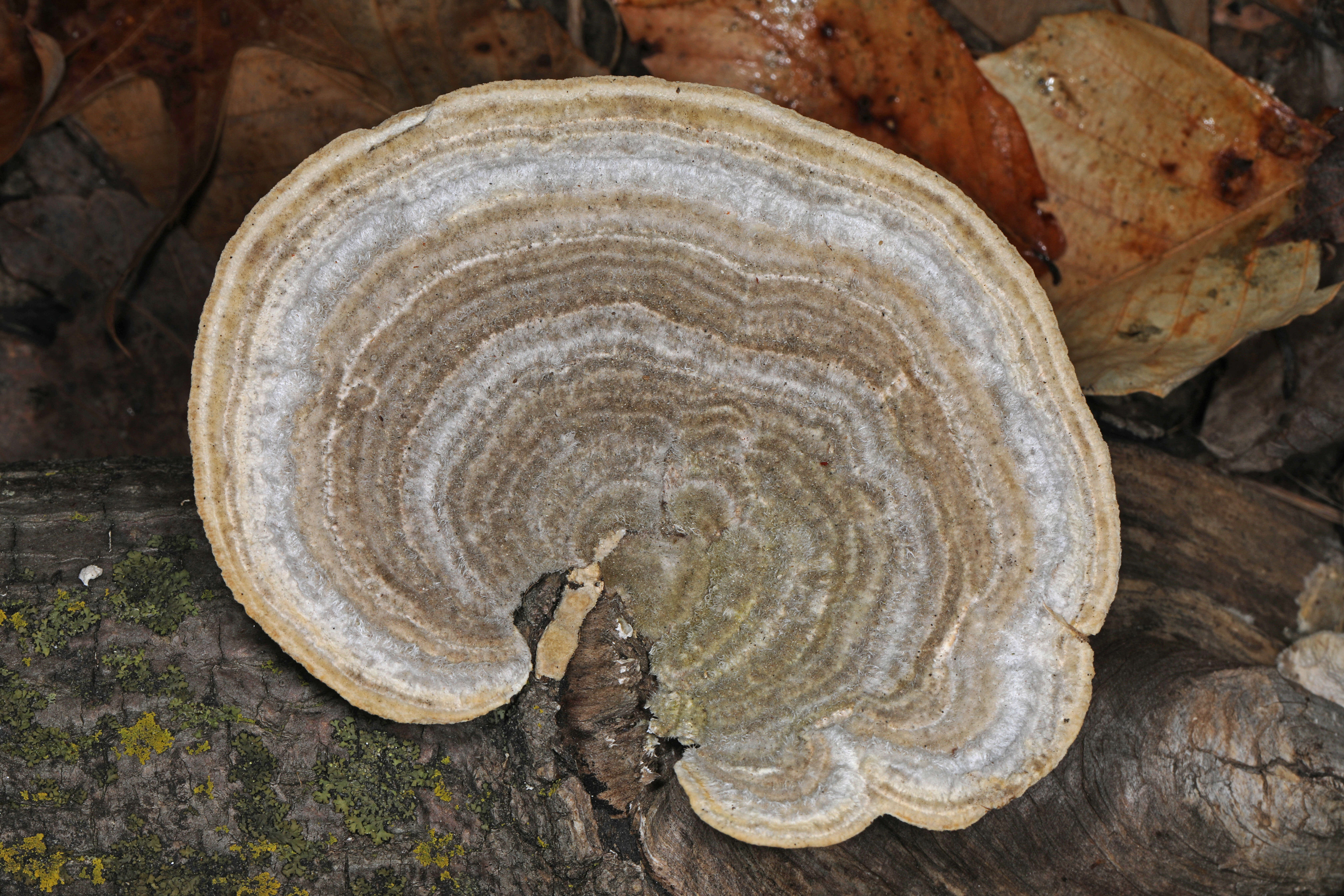 Image of Trametes