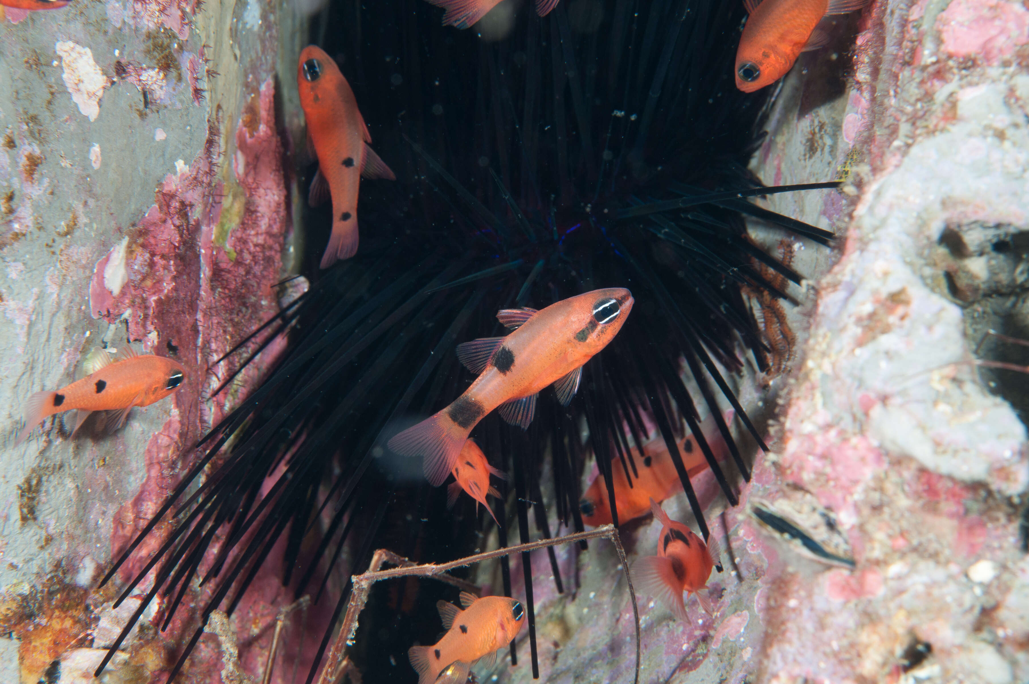 Image of Twospot Cardinalfish