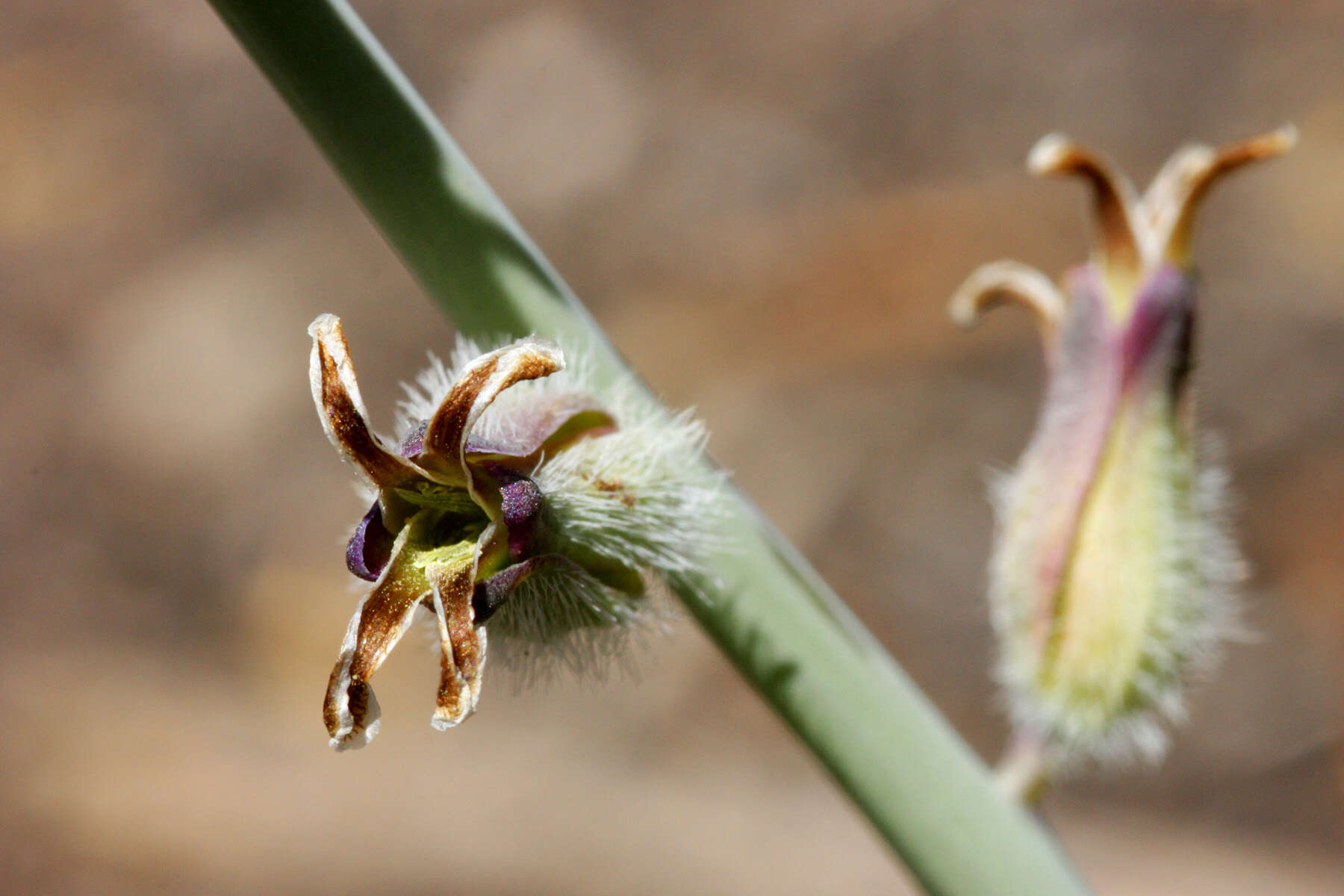 Image of thickstem wild cabbage