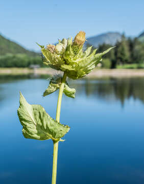 Image of Cabbage Thistle