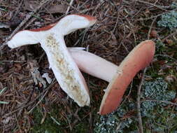 Image of Russula sanguinaria (Schumach.) Rauschert 1989