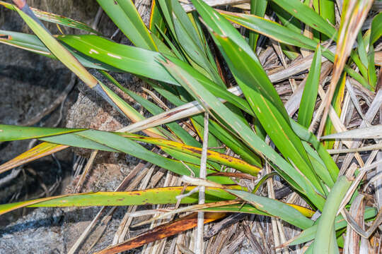 Image of New Zealand flax