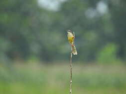 Prinia flaviventris (Delessert 1840) resmi