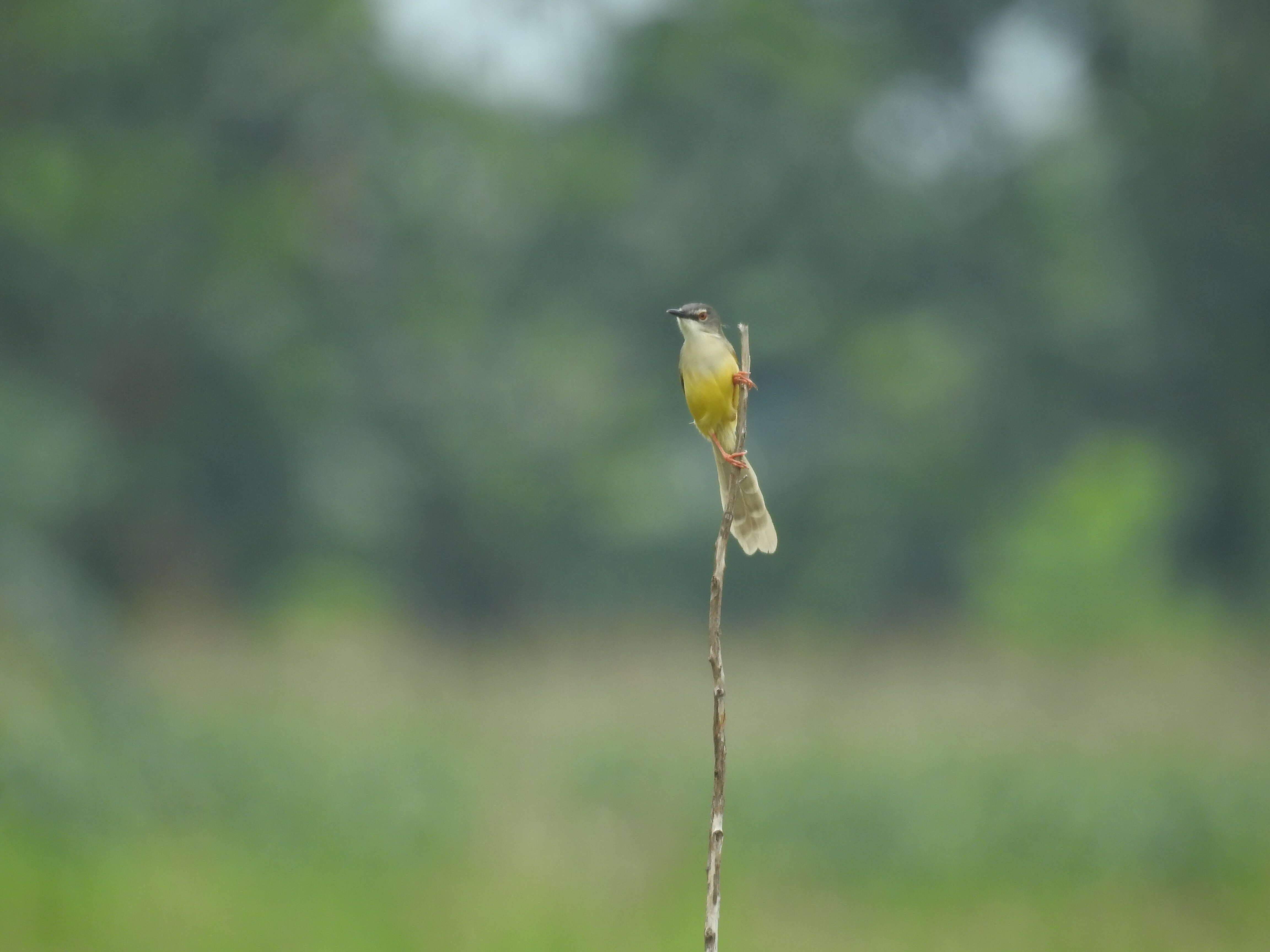 Prinia flaviventris (Delessert 1840) resmi