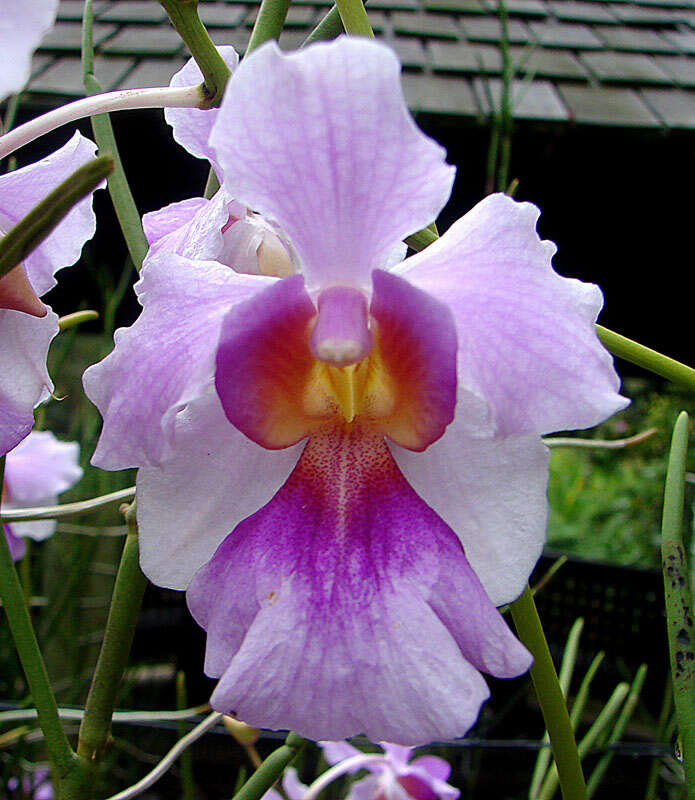 Vanda teres × Vanda hookeriana的圖片