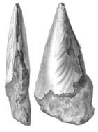 Image of Pen shell