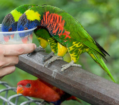 Image of Violet-necked Lory