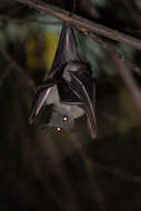 Image of Common Short-nosed Fruit Bat