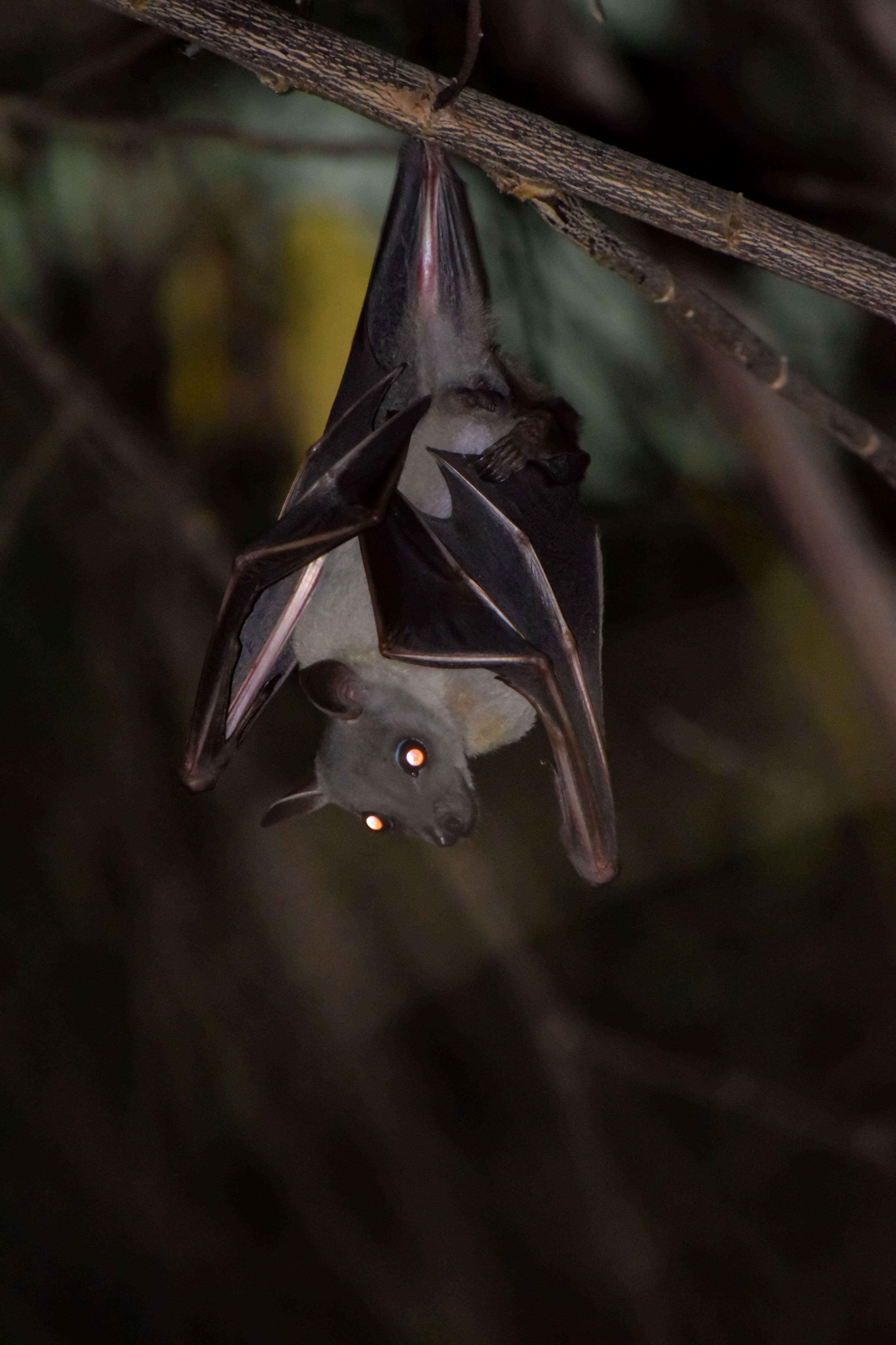 Image of Common Short-nosed Fruit Bat