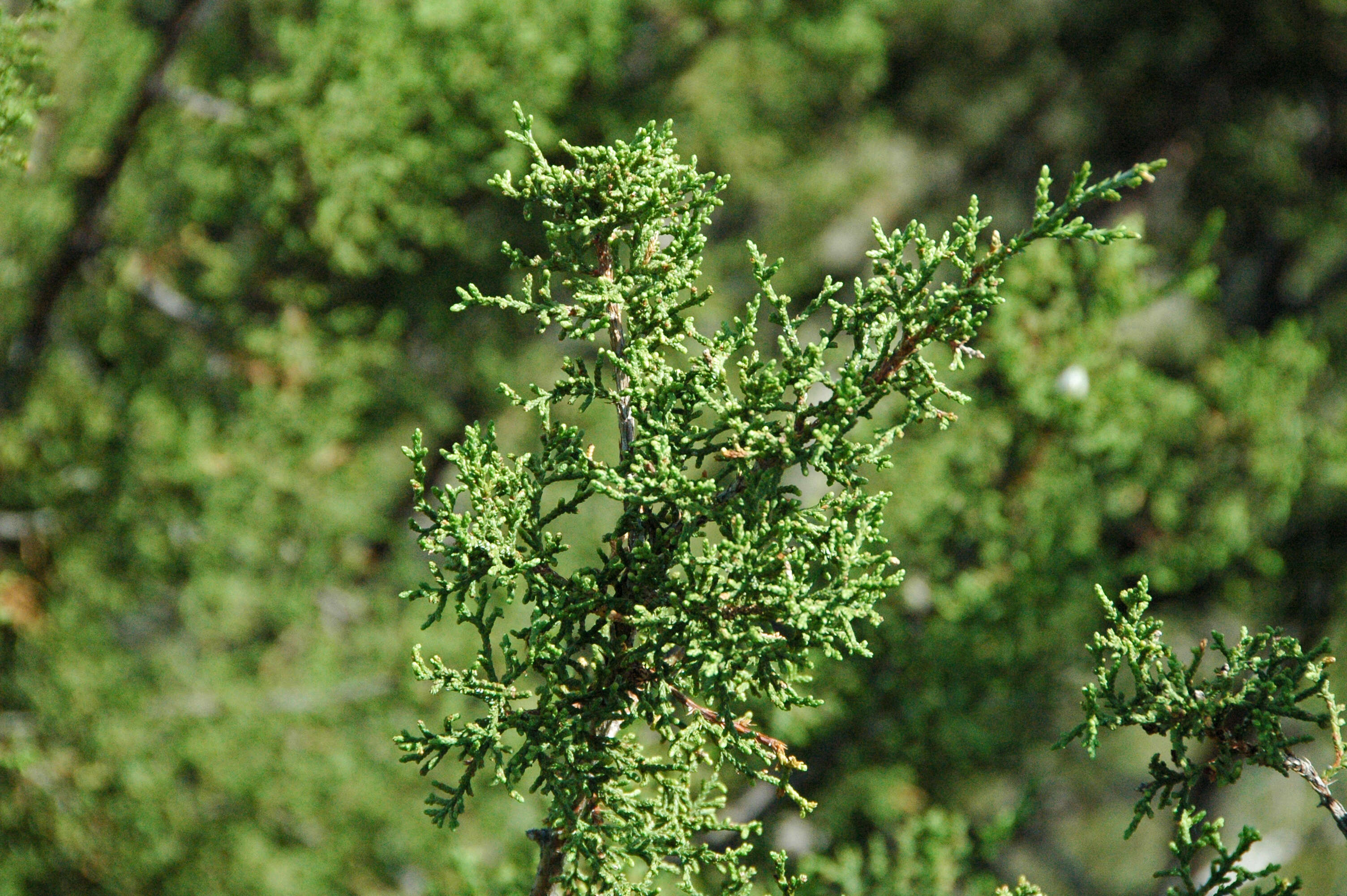 Image of Pinchot's juniper